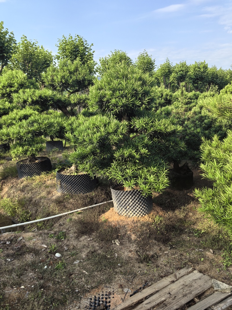 罗汉松