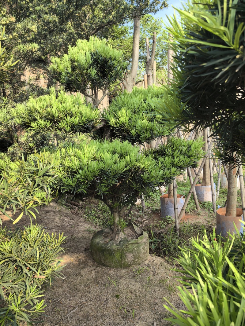 罗汉松