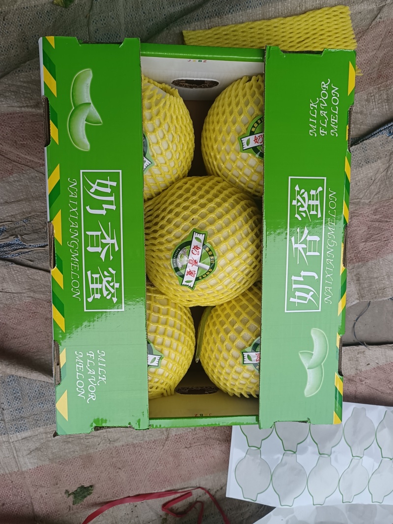 【实力】玉菇甜瓜安阳甜瓜大量供应皮薄多汁品质保证欢迎咨