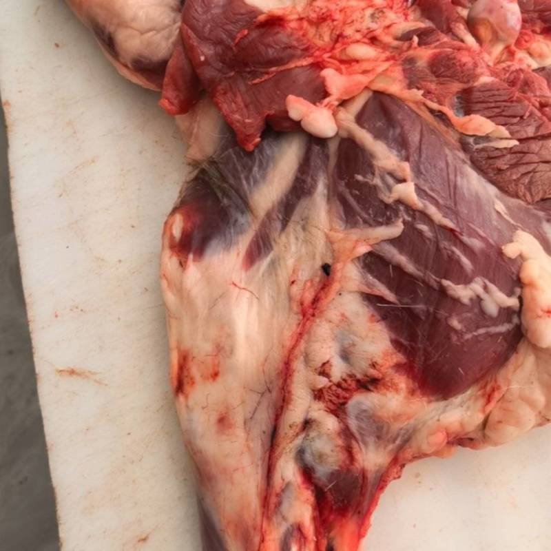 【羊腿肉】鲜杀羔羊后腿品质保证规格齐全，欢迎欢迎洽谈合作