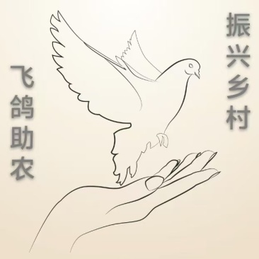 张家口信鸽