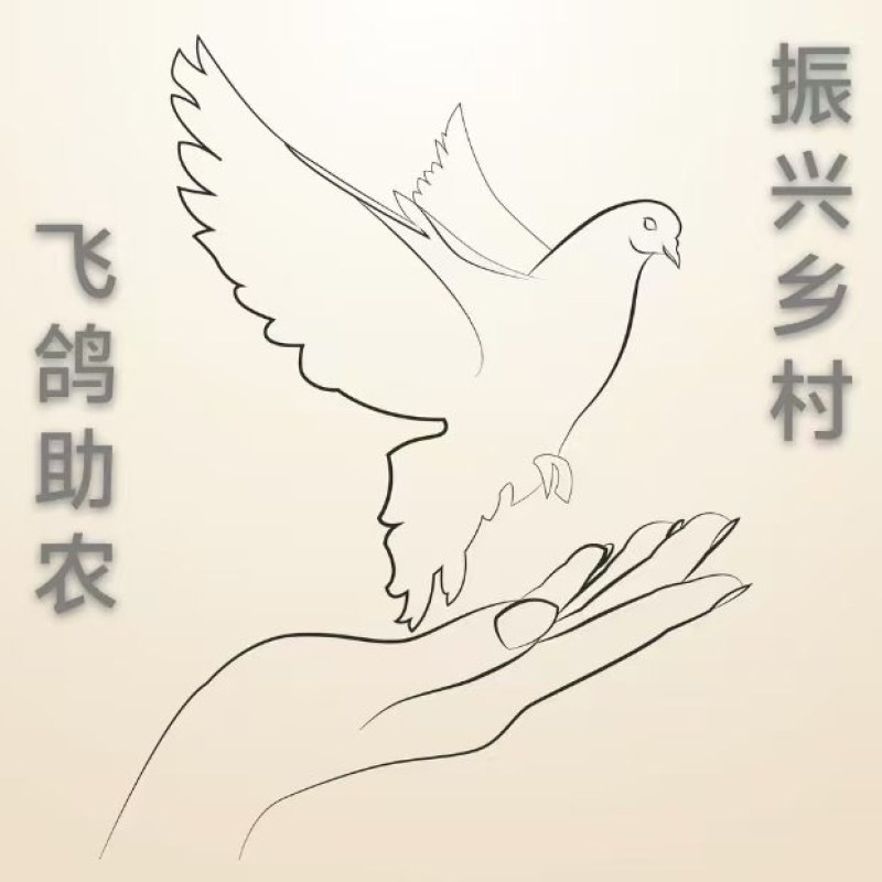 张家口信鸽