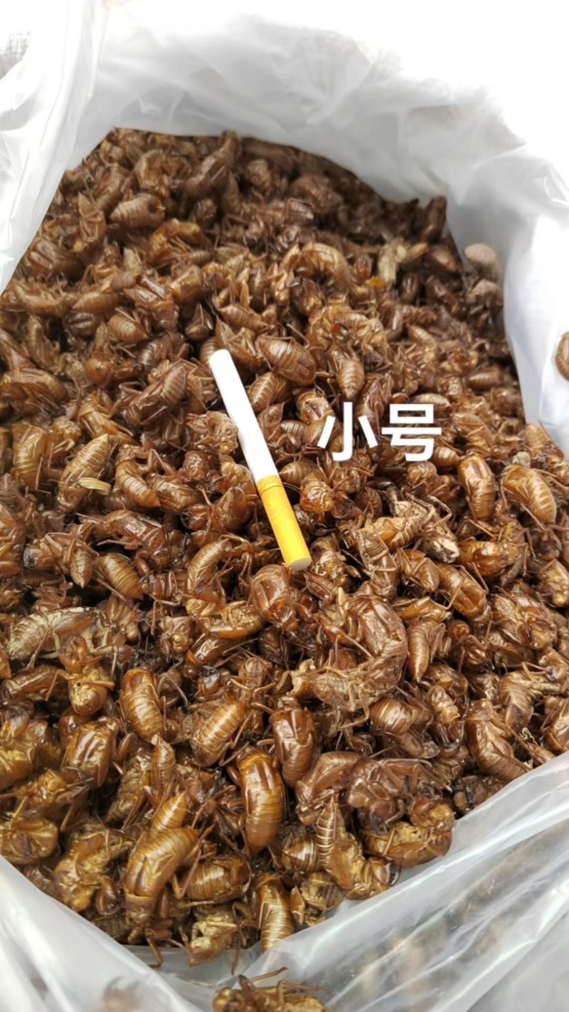 小三号蝉蜕