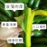 国产广西长条形牛油果