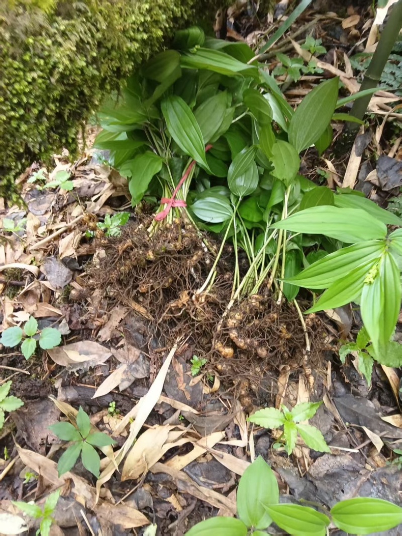 黄精苗