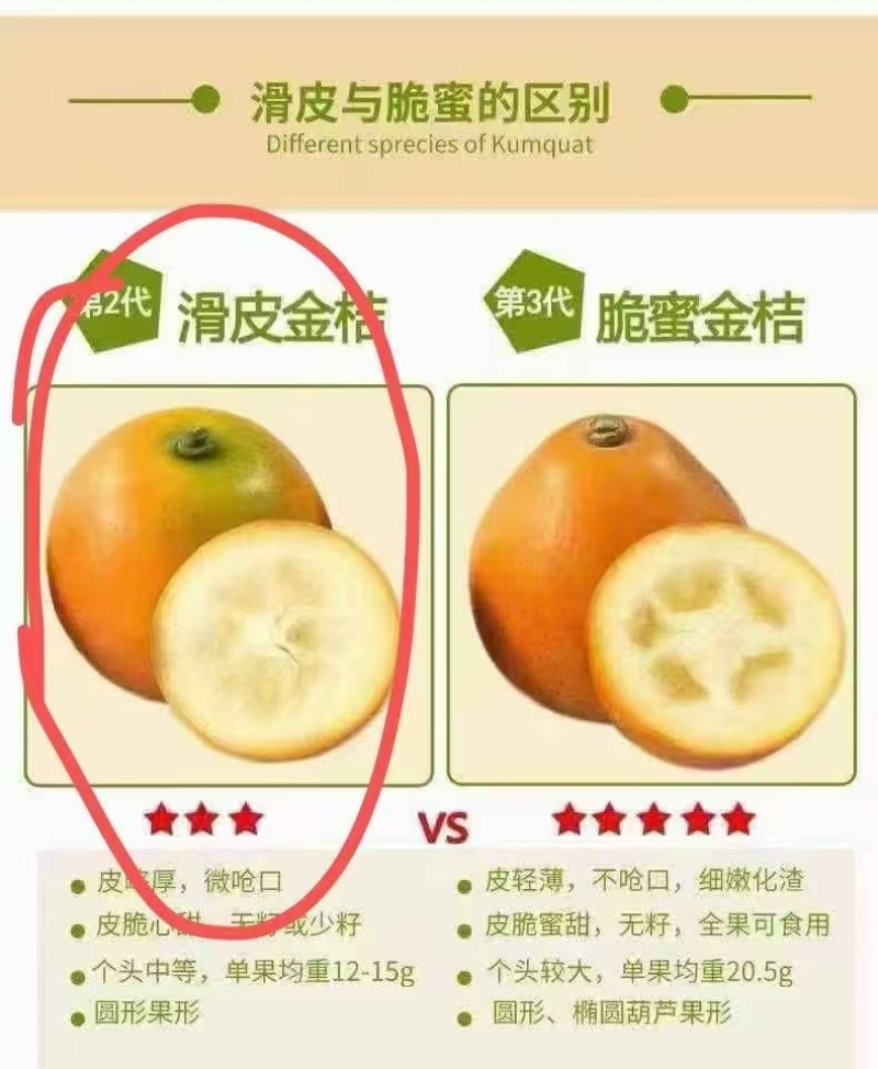 脆蜜金桔苗