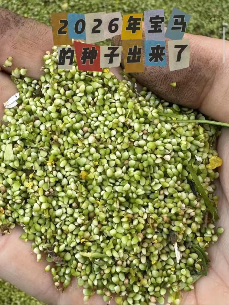 猫爪草种子，人工采摘