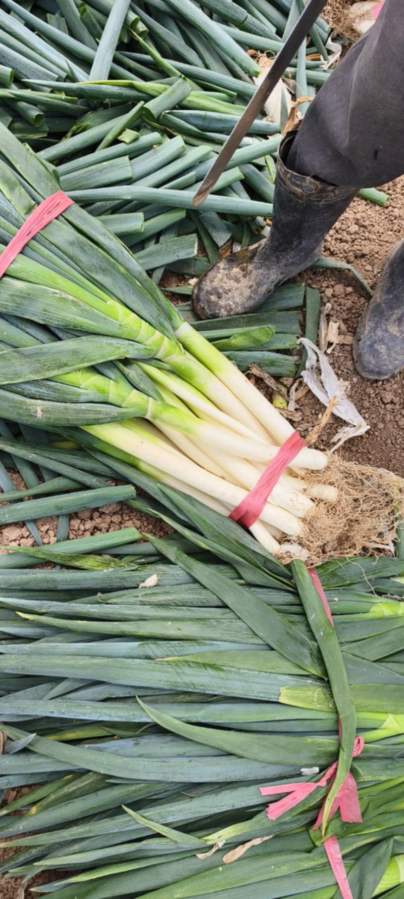 南通大葱大量现货供应