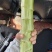 精品莴笋