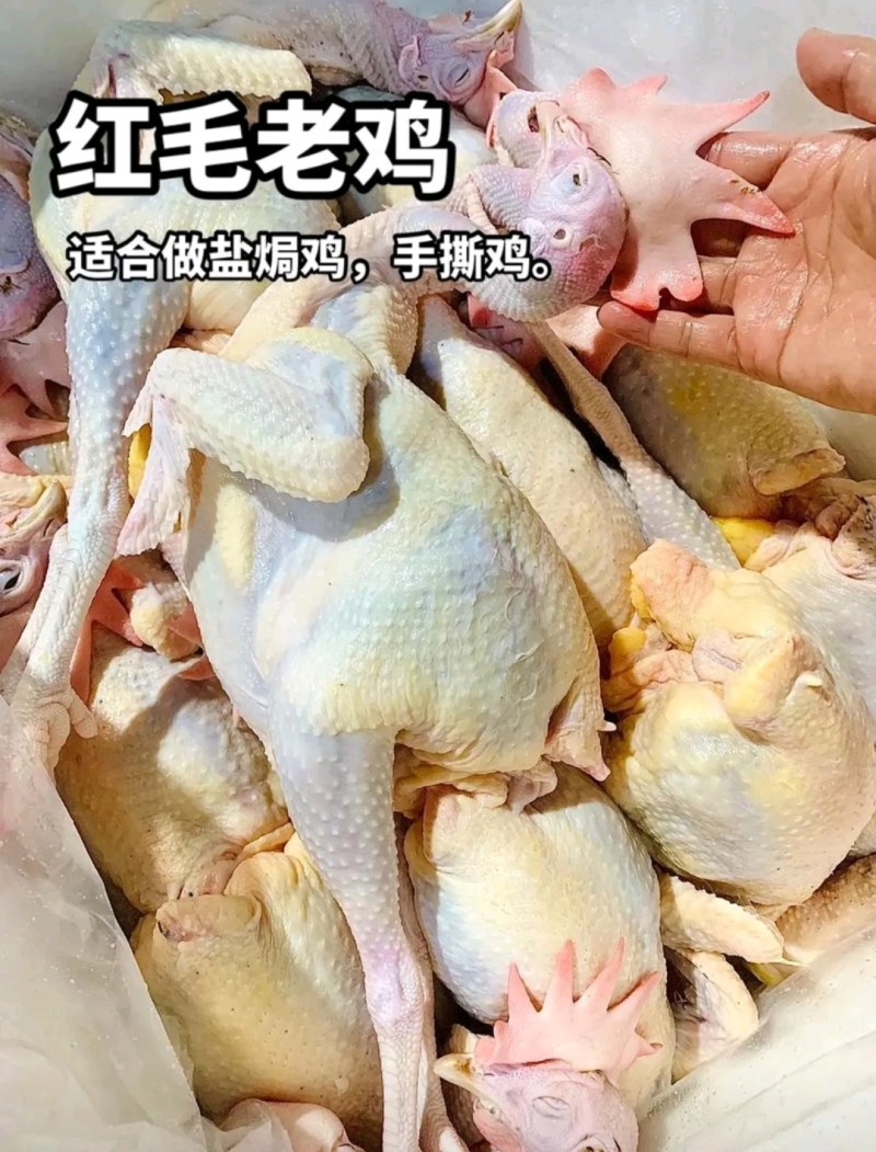 红毛老鸡