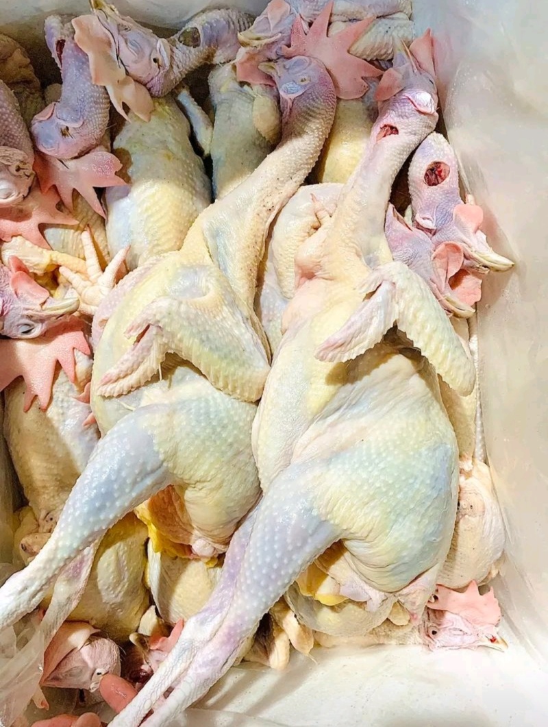红毛老鸡