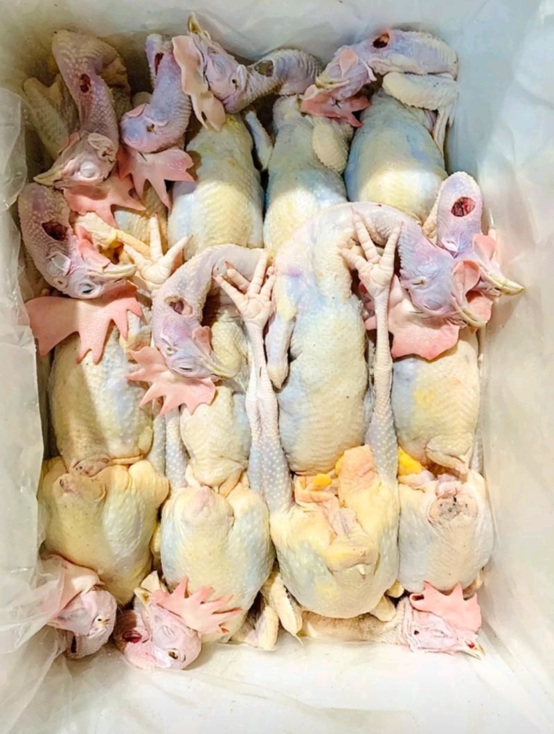 红毛老鸡