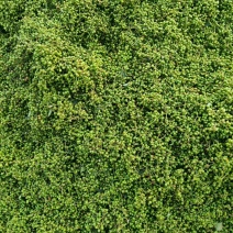 鲜花椒，