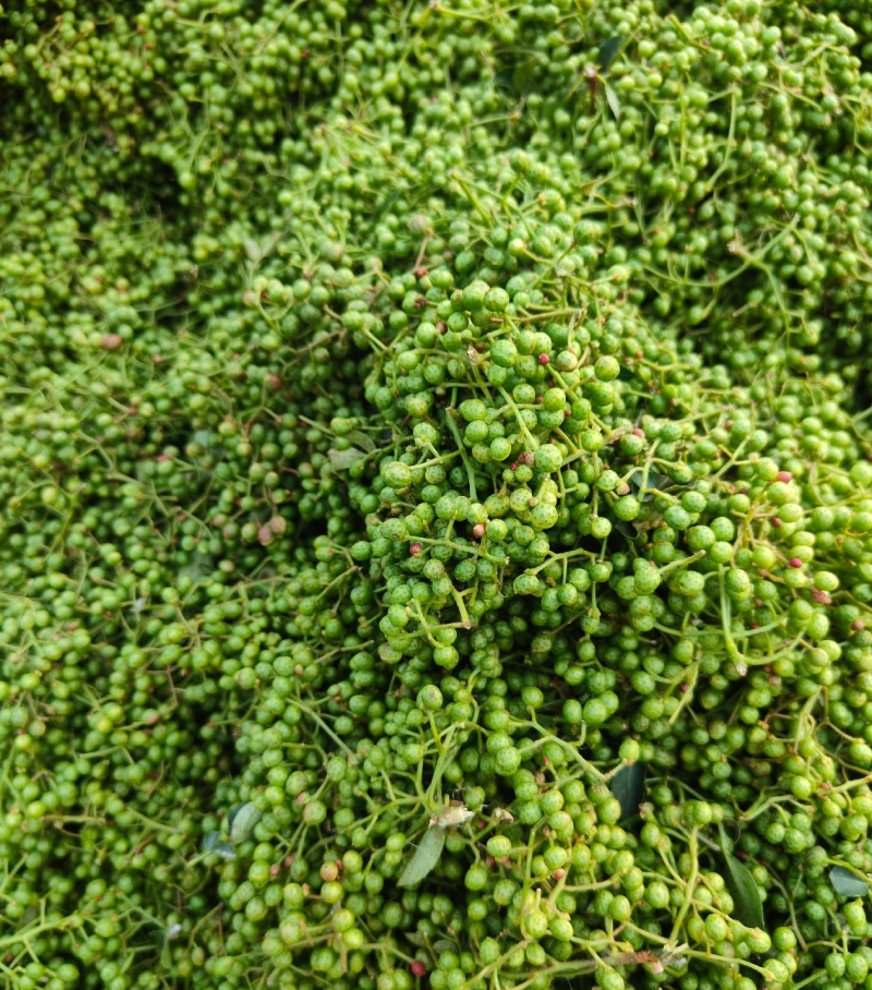 鲜花椒，