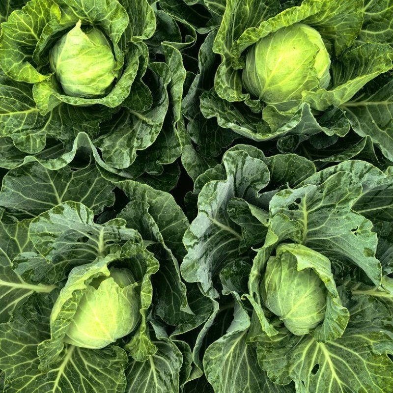 甘蓝包菜