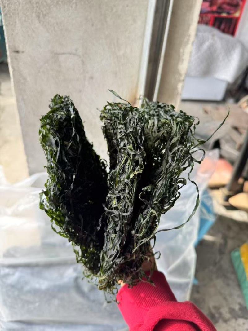 海带圈圈海带丝！