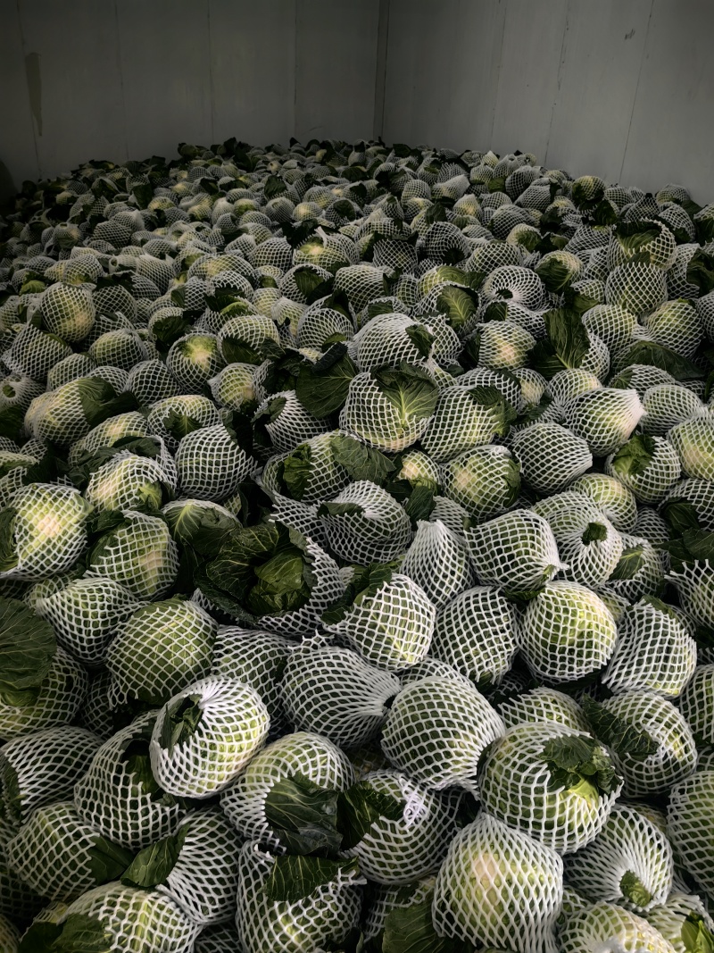 甘蓝包菜
