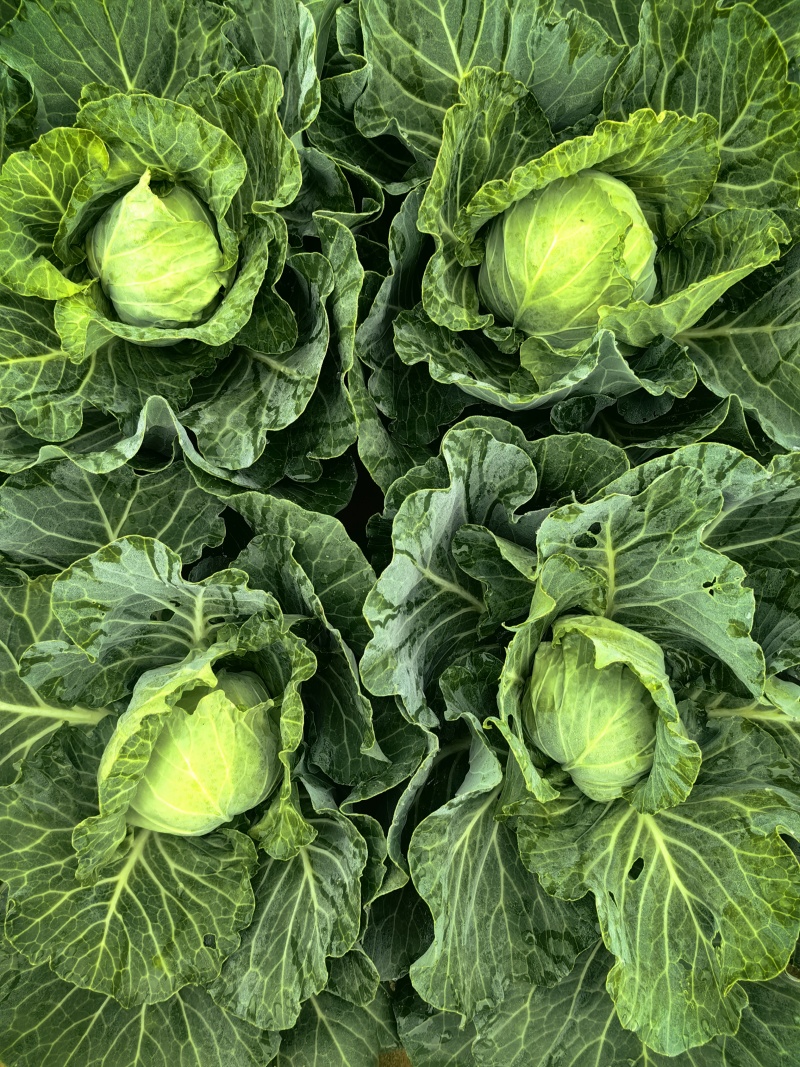 甘蓝包菜