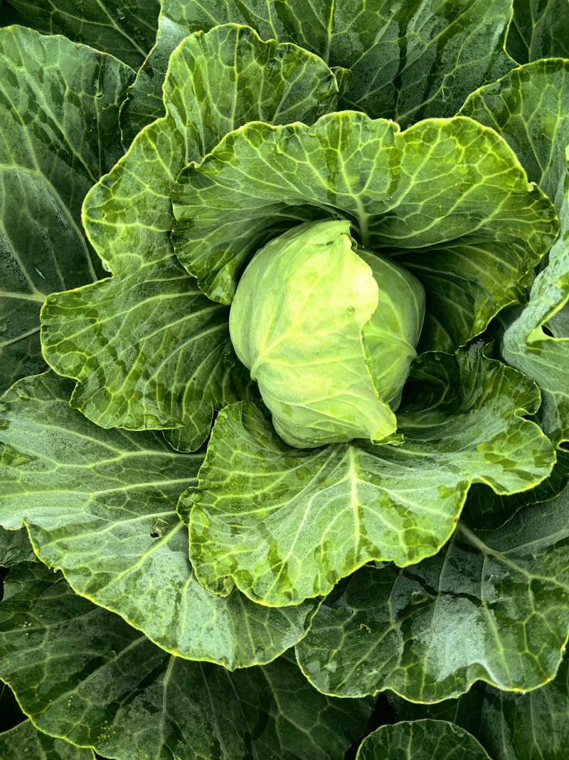 甘蓝包菜