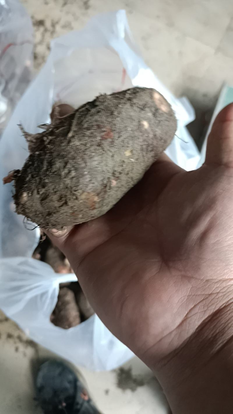 红嘴芋头，又绵又耙，下半年出货微信同号181114587