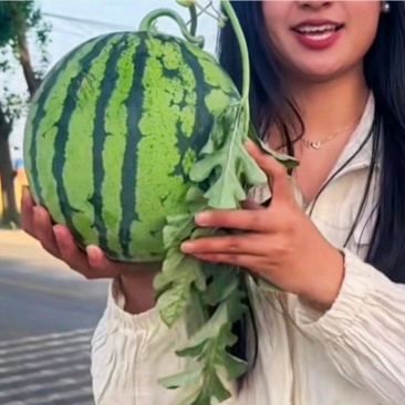 河南美都，8424，，一手货源，电商，市场，批发商