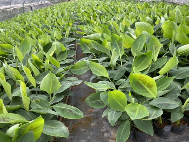 桂蕉1号