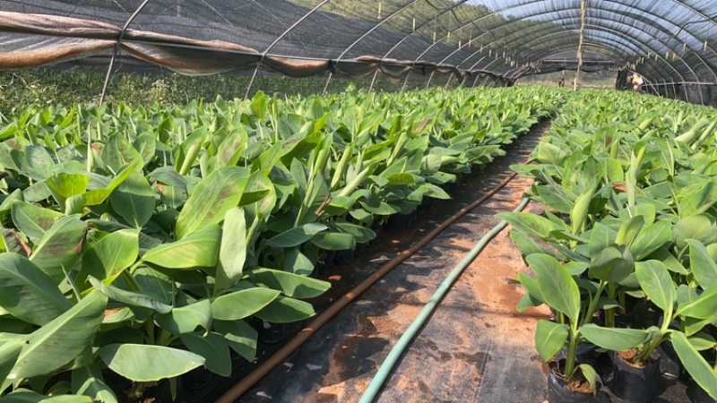 桂蕉1号