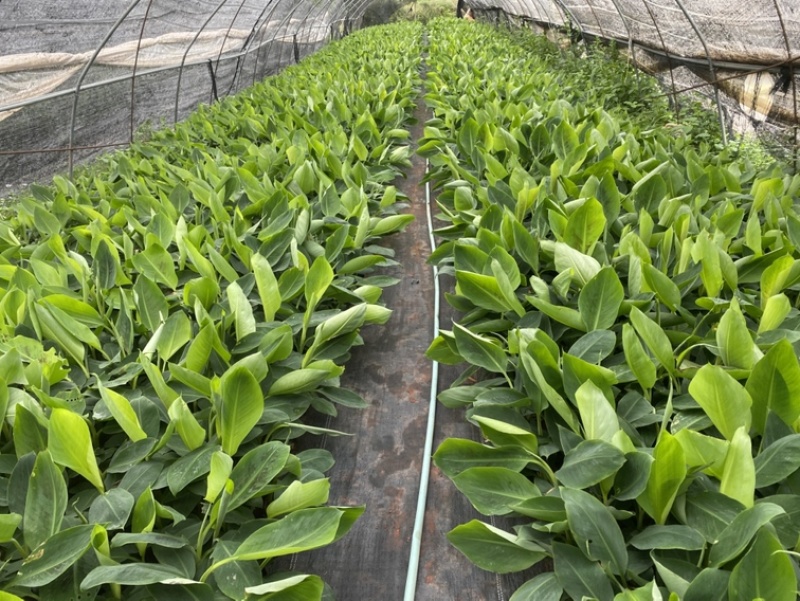 桂蕉1号