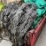 2025福建海带皮新货