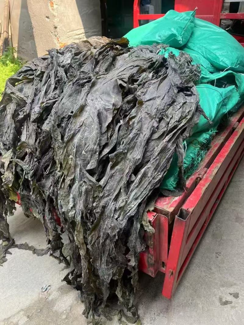 2025福建海带皮新货