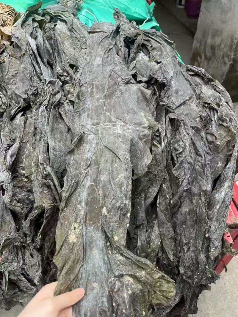 2025福建海带皮新货