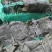 2025福建海带皮新货