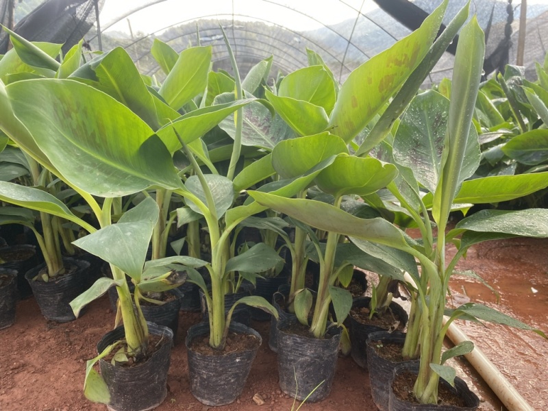 桂蕉1号