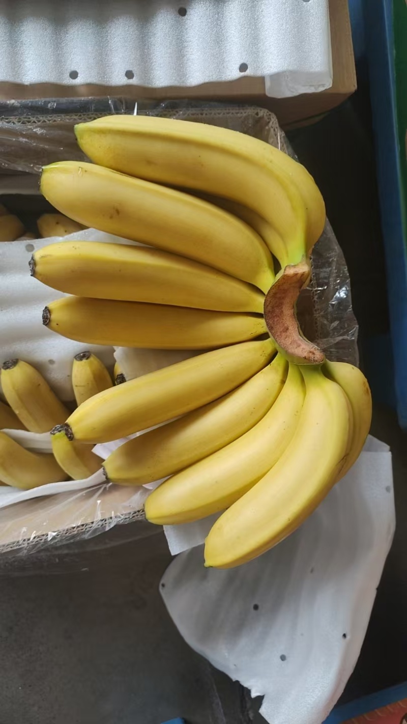 香蕉批发，一手货源，全国供应，可对接各大电商商超等