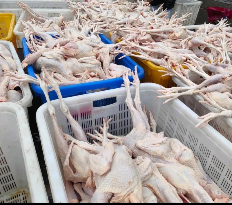 红毛老鸡
