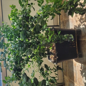 F6蓝莓，挂果蓝莓苗，盆蓝莓树，占地蓝莓苗，量大从优