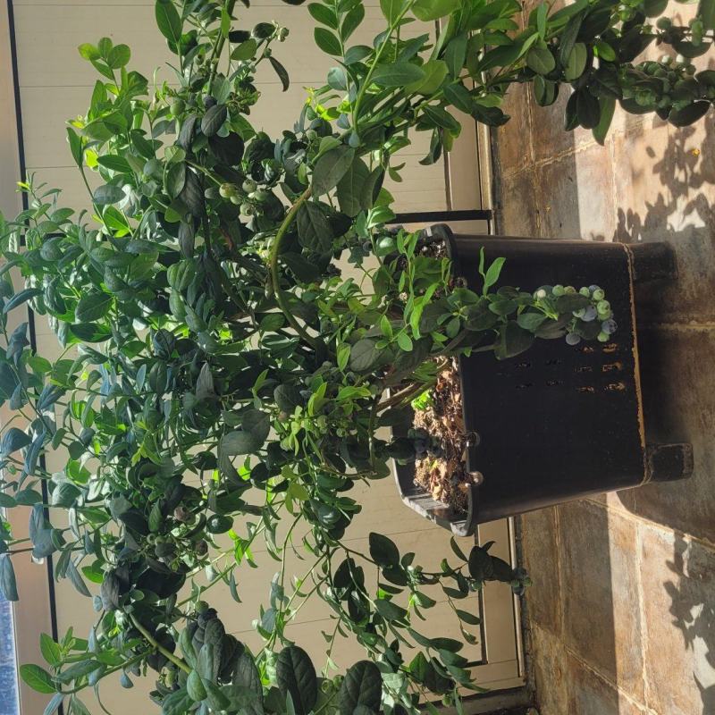 F6蓝莓，挂果蓝莓苗，盆蓝莓树，占地蓝莓苗，量大从优
