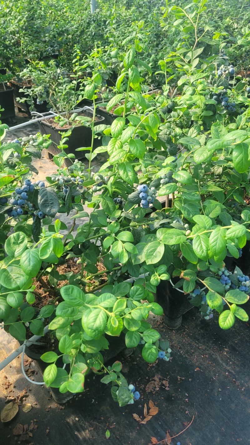 F6蓝莓，挂果蓝莓苗，盆蓝莓树，占地蓝莓苗，量大从优