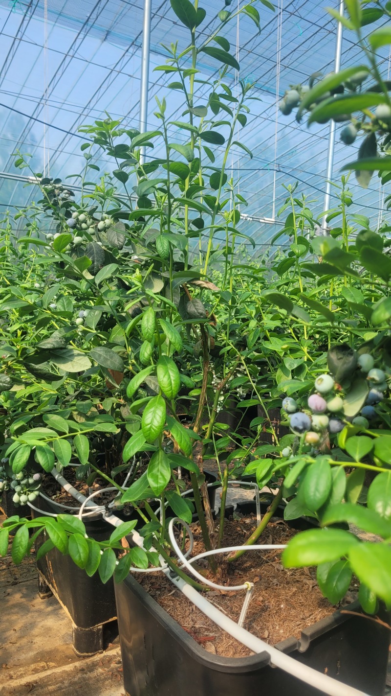 F6蓝莓，挂果蓝莓苗，盆蓝莓树，占地蓝莓苗，量大从优