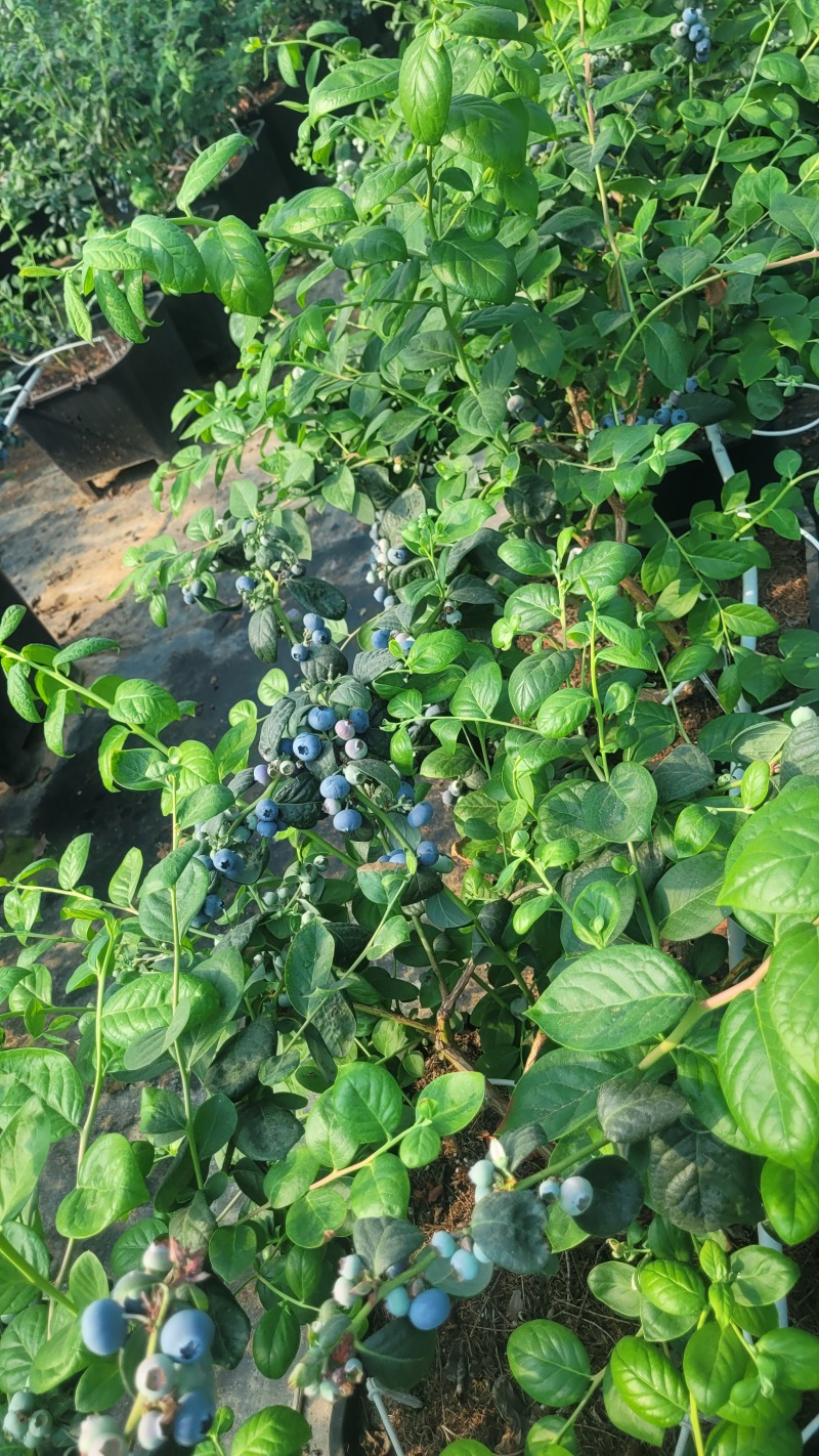 F6蓝莓，挂果蓝莓苗，盆蓝莓树，占地蓝莓苗，量大从优