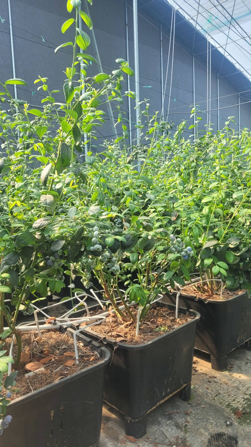 F6蓝莓，挂果蓝莓苗，盆蓝莓树，占地蓝莓苗，量大从优