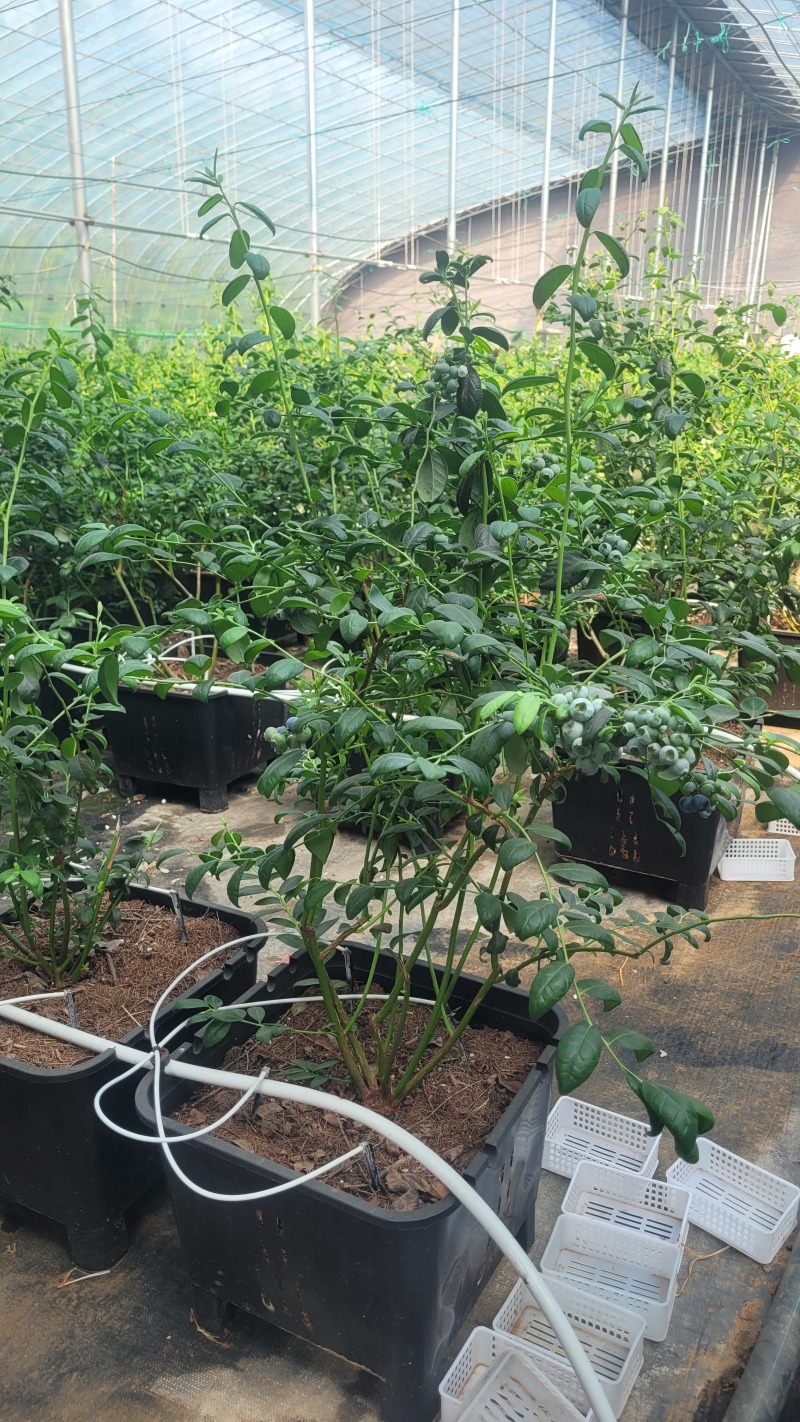 F6蓝莓，挂果蓝莓苗，盆蓝莓树，占地蓝莓苗，量大从优