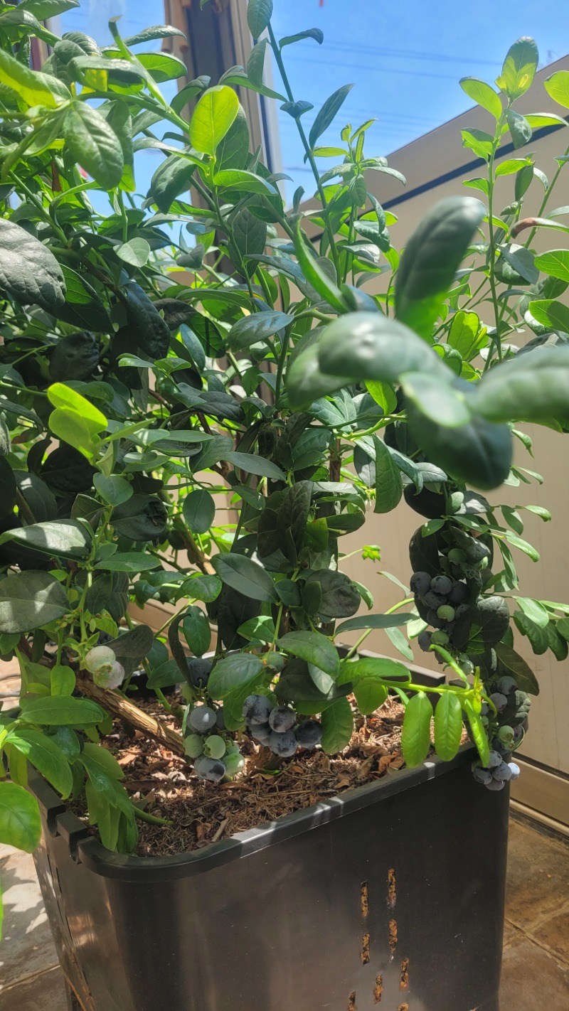 F6蓝莓，挂果蓝莓苗，盆蓝莓树，占地蓝莓苗，量大从优