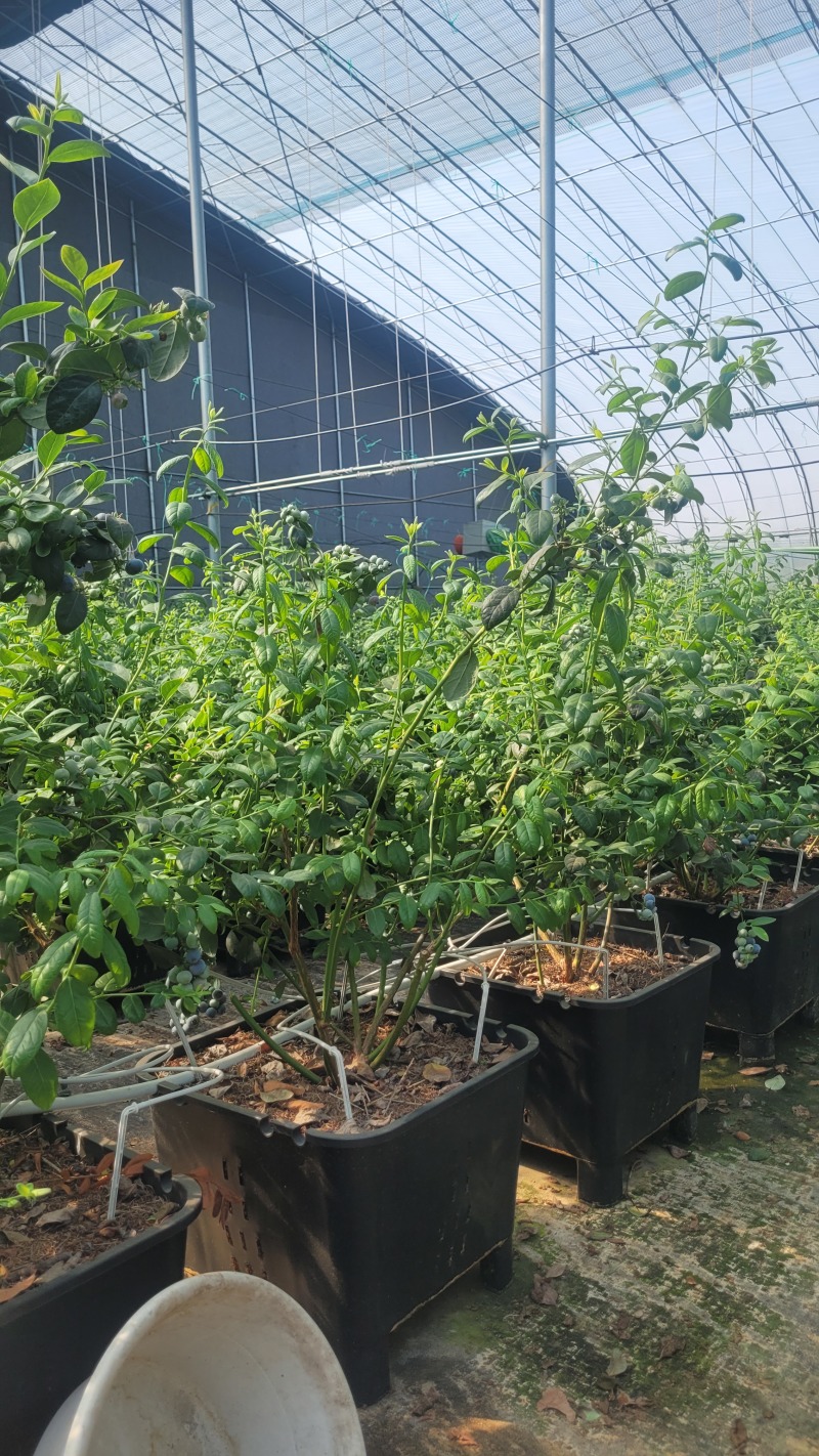 F6蓝莓，挂果蓝莓苗，盆蓝莓树，占地蓝莓苗，量大从优