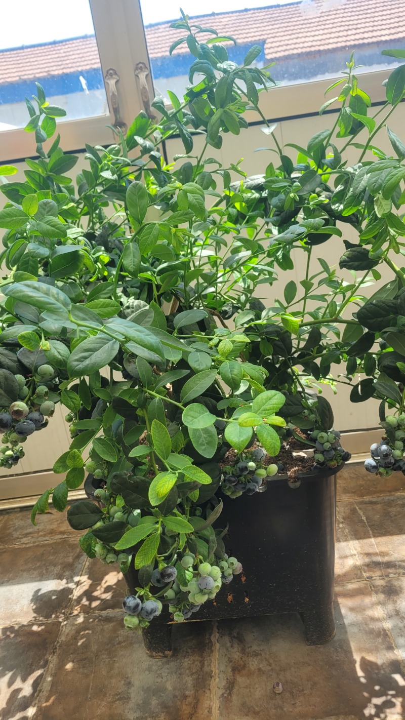 F6蓝莓，挂果蓝莓苗，盆蓝莓树，占地蓝莓苗，量大从优
