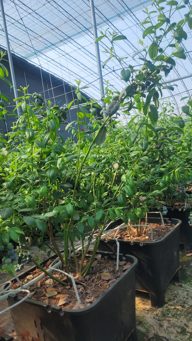 F6蓝莓，挂果蓝莓苗，盆蓝莓树，占地蓝莓苗，量大从优
