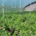 F6蓝莓，挂果蓝莓苗，盆蓝莓树，占地蓝莓苗，量大从优
