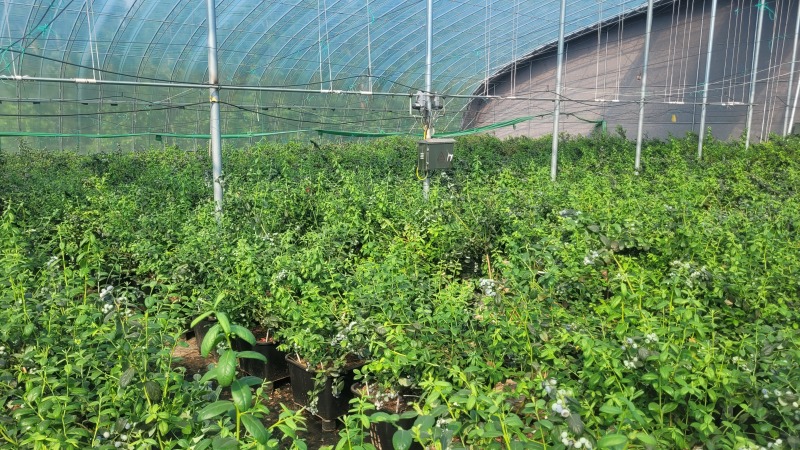 F6蓝莓，挂果蓝莓苗，盆蓝莓树，占地蓝莓苗，量大从优