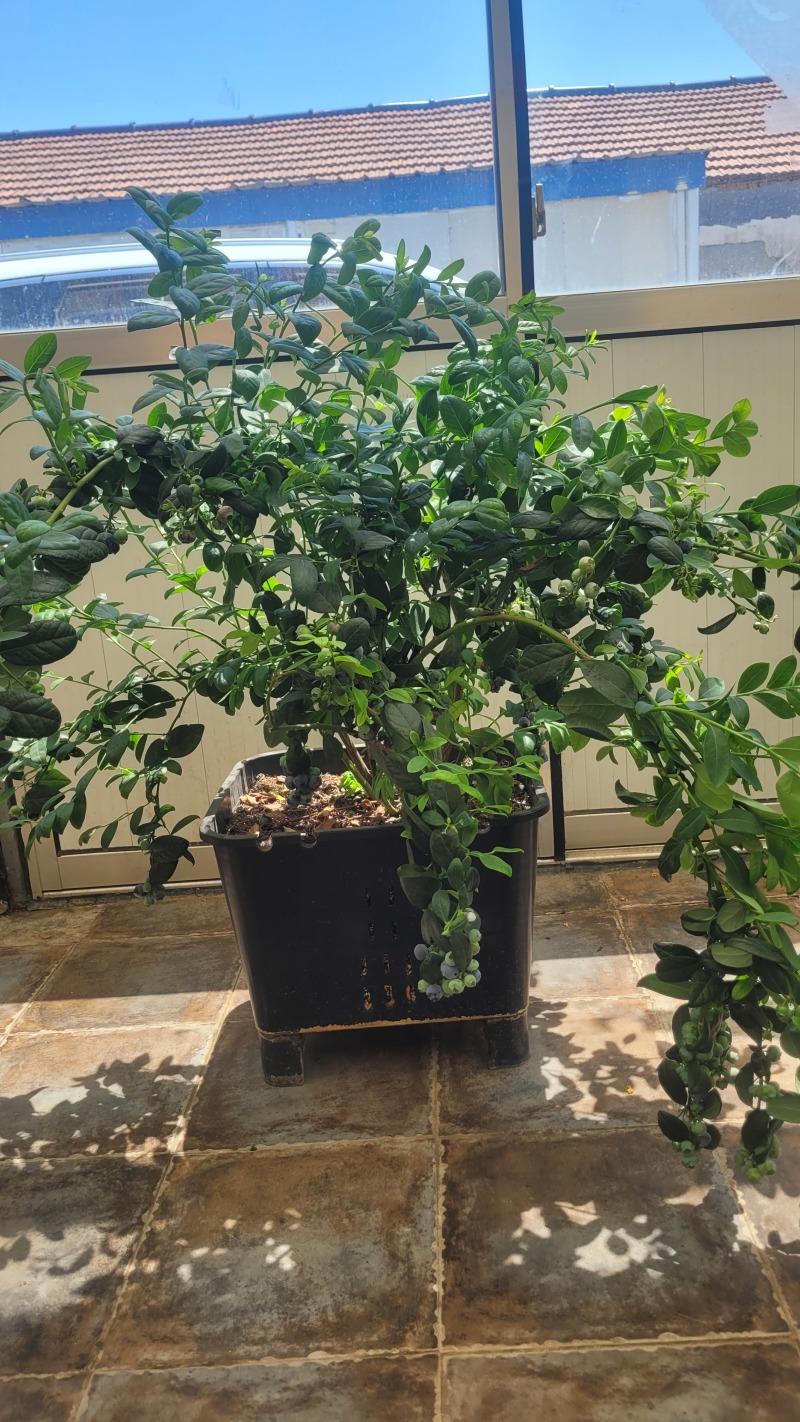 F6蓝莓，挂果蓝莓苗，盆蓝莓树，占地蓝莓苗，量大从优