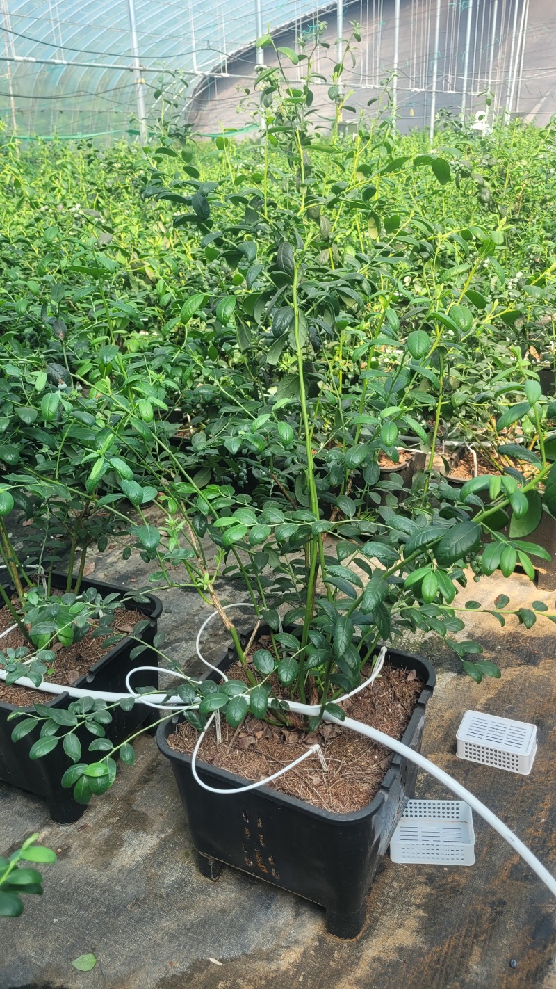 F6蓝莓，挂果蓝莓苗，盆蓝莓树，占地蓝莓苗，量大从优